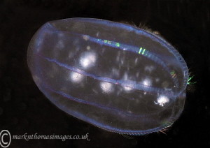 Comb jelly.
Aughrus pier, Connemara. by Mark Thomas 
